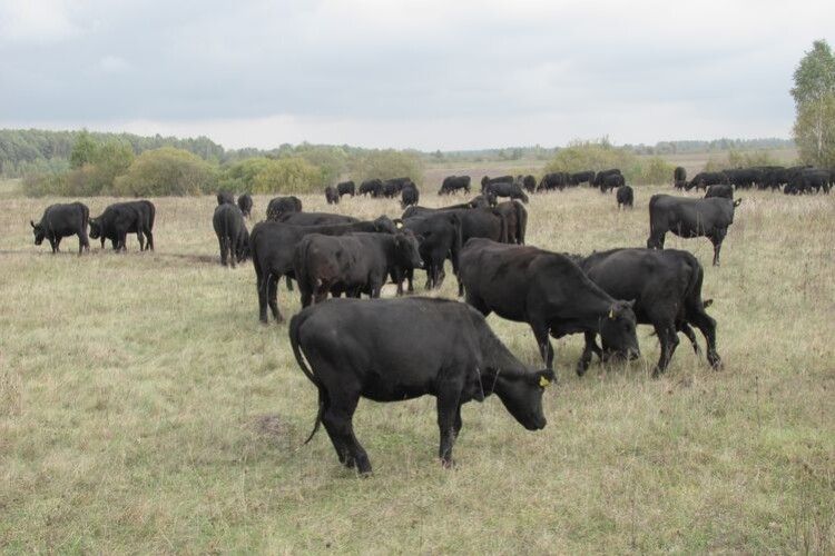 В Україні масово вирізають корів