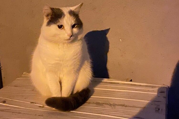У Луцьку шукають друзяку для кота-антидепресанта Мефодія (Фото)