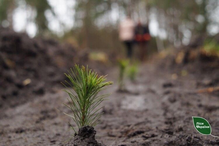 Цієї весни на Волині та Рівненщині посадили понад 3 тисячі гектарів лісу