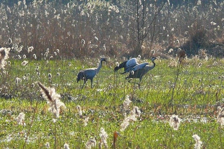 На Чортовому болоті Цуманської пущі – сезон журавлиних весіль