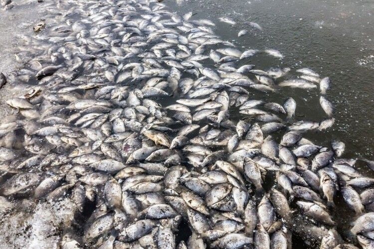 Гори мертвої риби у річці поблизу Луцька: назвали ймовірні причини 