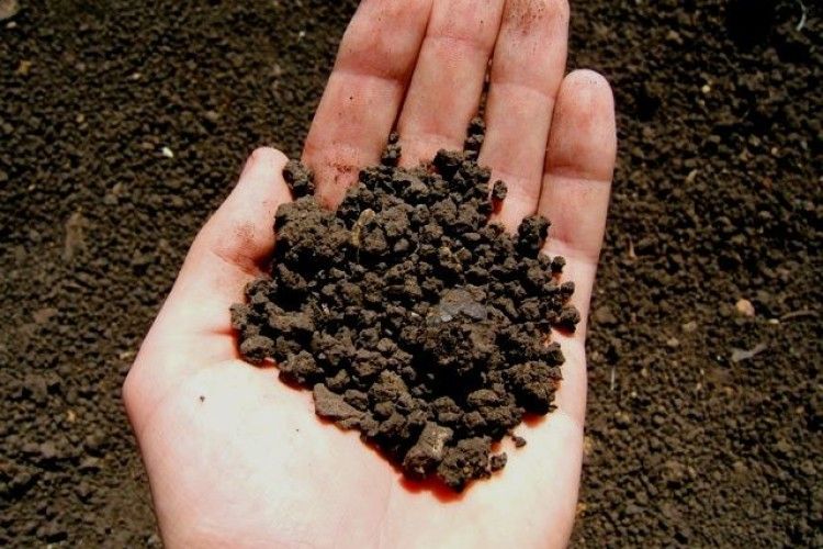 Аграрний комітет Ради підтримав продовження мораторію на продаж землі до 2019 року
