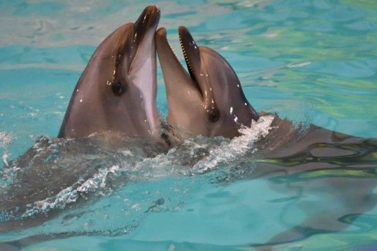 Виявляється, дельфіни також вміють залицятись