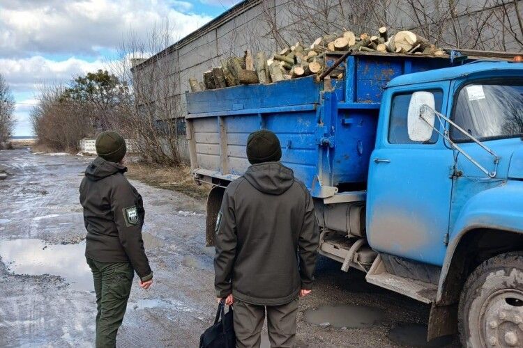 На Волині незаконно вирубали понад 200 дерев