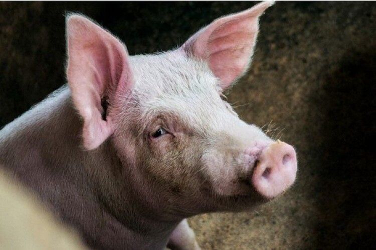 У селі на Волині скасували карантин у зв'язку із спалахом африканської чуми свиней