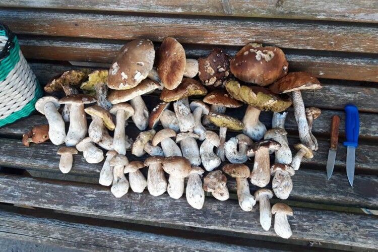 Волинянин за дві години назбирав понад 50 білих грибів (Фото)