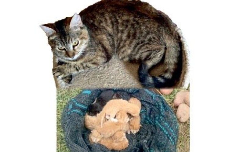 На Горохівщині чотирилапа красуня побила рекорд із народжуваності 