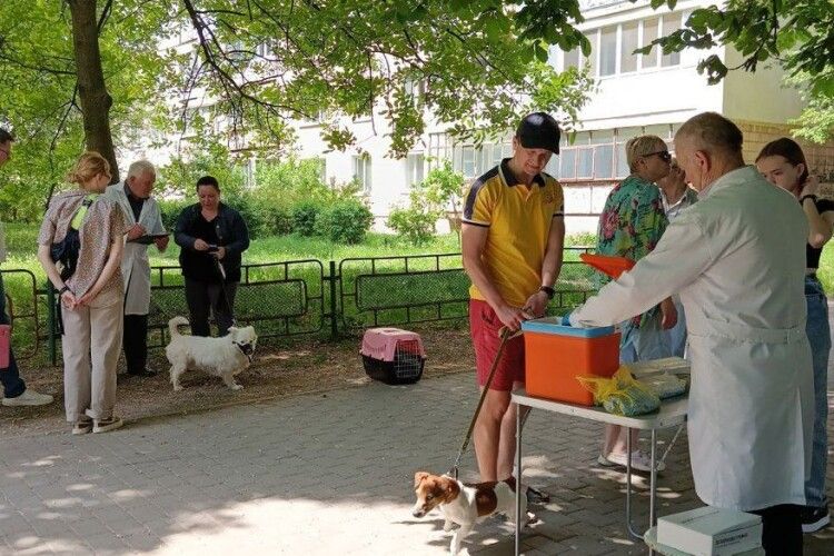 У Луцьку стартувала безплатна вакцинація собак і котів від сказу: графік по районах