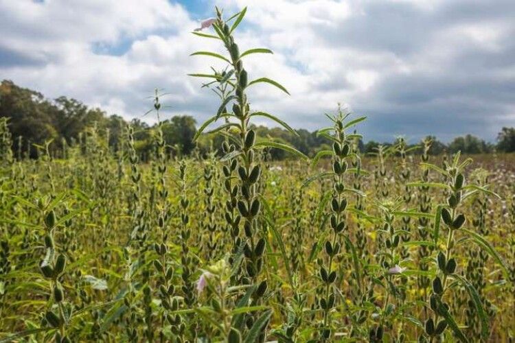 Експерти порадили фермерам рослину, вирощувати яку вигідніше за пшеницю 