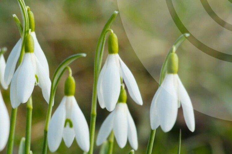Нічні морози та денне сонце: якою буде погода на Волині