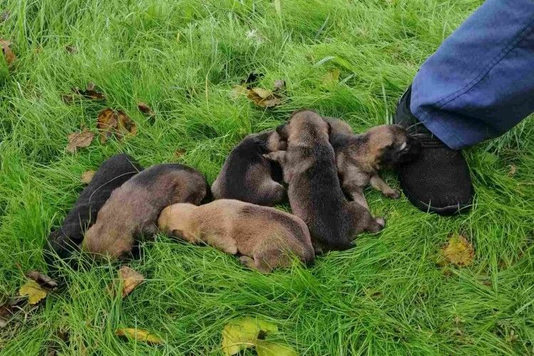 Бійці ДСНС витягнули з каналізації дев’ятьох милих і цілком здорових цуценят (Фото)