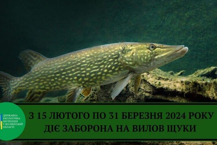 Щоб карась не дрімав: на Волині не можна буде ловити щуку