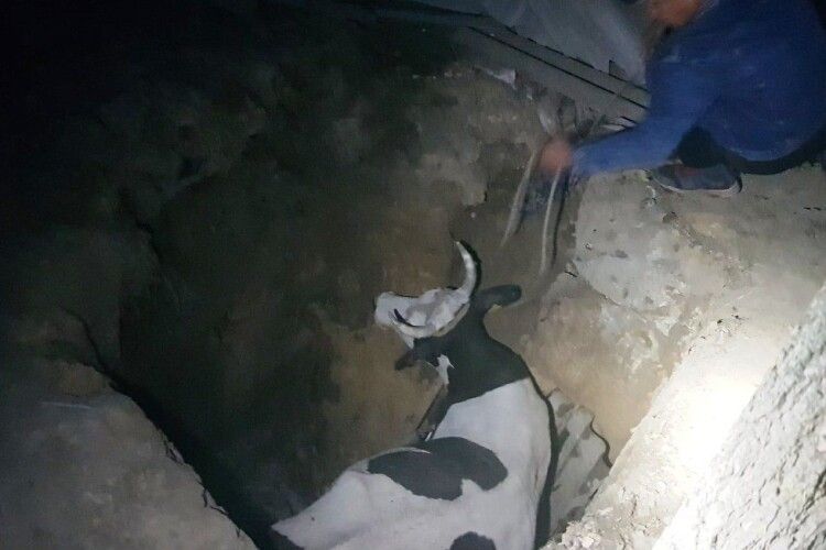 Бійцям ДСНС довелося рятувати корову, яка гепнулася до каналізаційної ями
