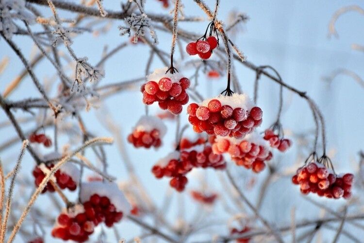 Скільки на Волині ще триватимуть тріскучі морози