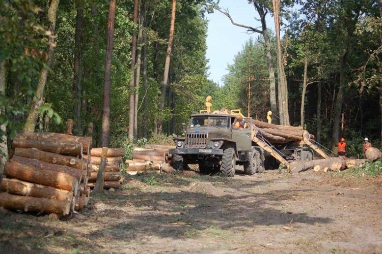 Ківерцівські лісівники сплатили 18 мільйонів податків