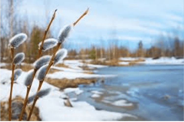 У селі на Волині зафіксували яскравий прихід весни (Відео)