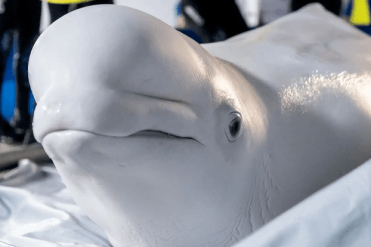 Зі скандального дельфінарію у Харкові евакуювали двох білух