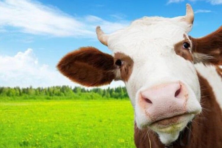 В Євросоюзі можуть вирізати половину худоби