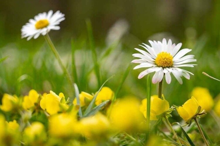 Якою буде сьогодні погода на Волині