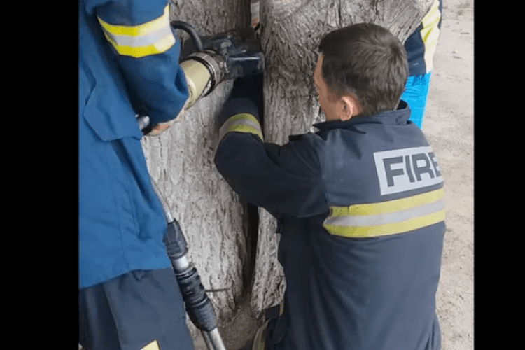 У Харкові бійцям ДСНС довелося рятувати семирічну дівчинку, яка застрягла між двома деревами (відео)