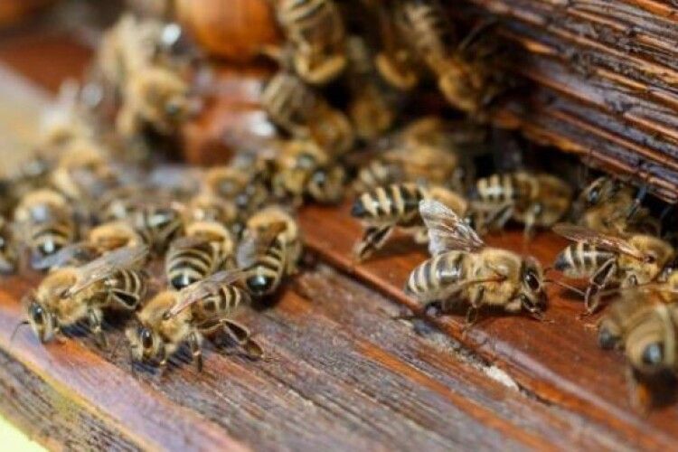 У трьох районах Рівненщини розслідують загибель бджіл