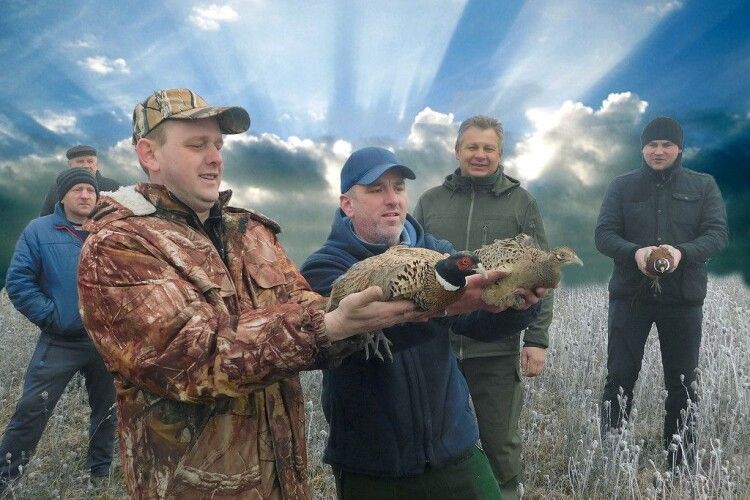 Екзотичні фазани поселилися на Камінь-Каширщині
