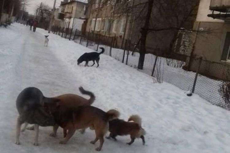У Ківерцях бродячі собаки напали на дитину
