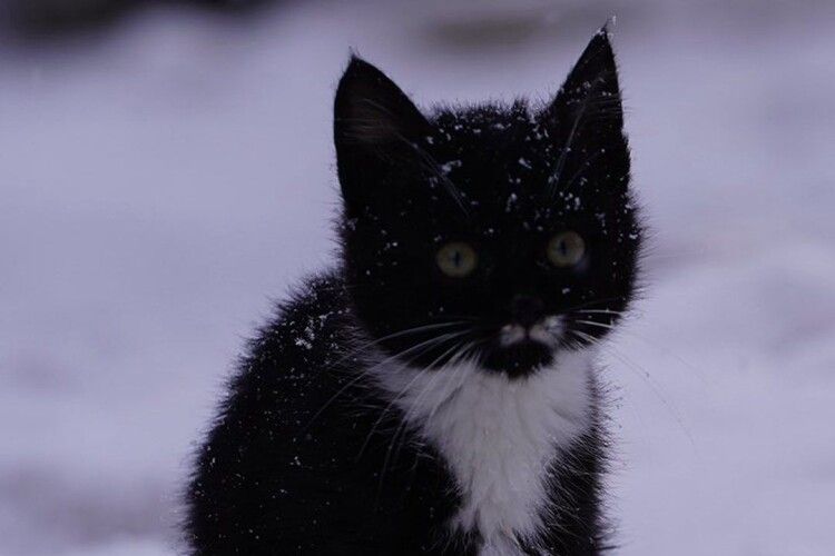 Нове життя Фелікса: як кошеня з волинської бригади знайшло новий дім