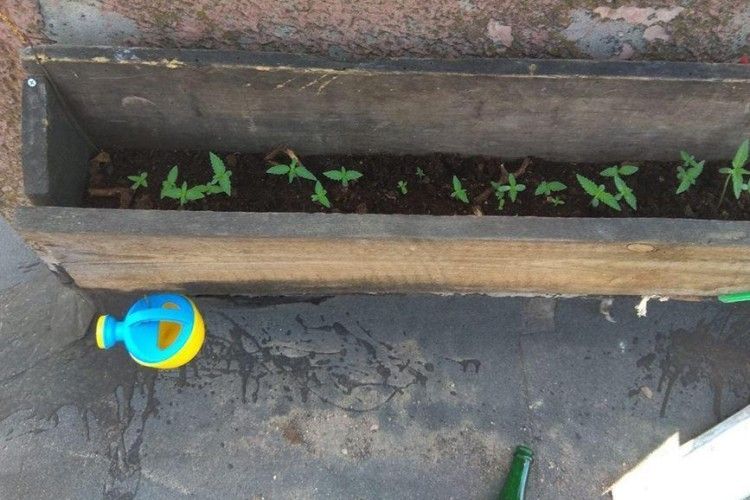 Лучани на даху багатоповерхівки вирощували коноплі