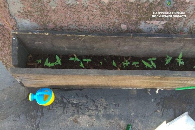 У Луцьку наркоту вирощували на даху багатоповерхівки