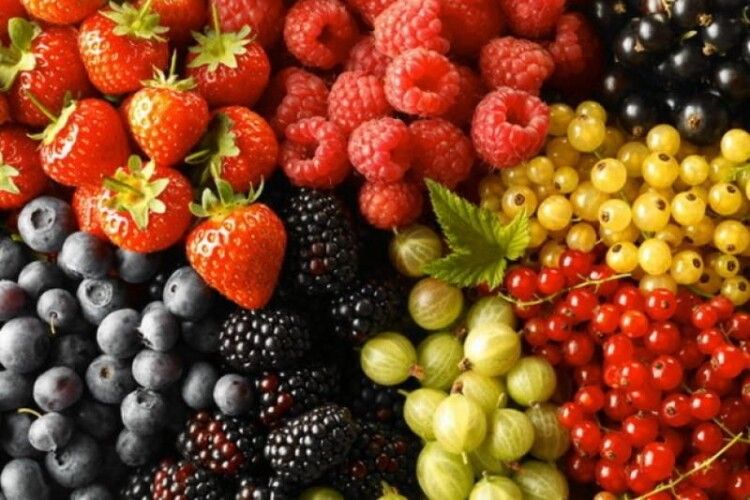 Малі фермери Волині зможуть скористатися грантовою програмою для ягідництва 