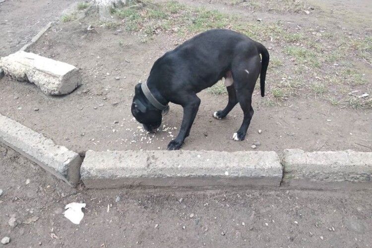 У Луцьку в районі Балки бігає чорний бійцівський пес із нашийником (фото)