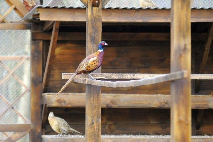 На Волині активно розводять фазанів