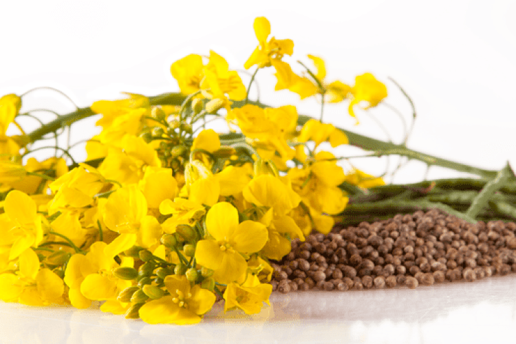 Україна експортувала рекордний обсяг ріпаку за останні 4 роки