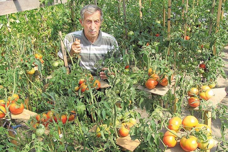 Ратнівчанин власними силами  проводить селекцію помідорів і збирає тонни врожаю