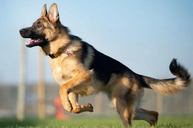 У волинянина конфіскували собаку через напад на лабрадора