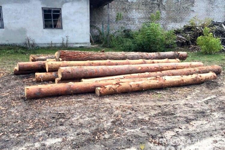 На Рівненщині правоохоронці виявили 30 кубів незаконної деревини