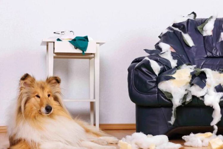 Як відучити собаку  псувати меблі