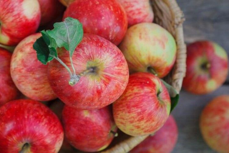Українські яблука наминають жителі 65 країн світу