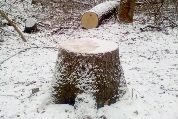 Крадіїв лісу з Рівненщини затримали у Київській області