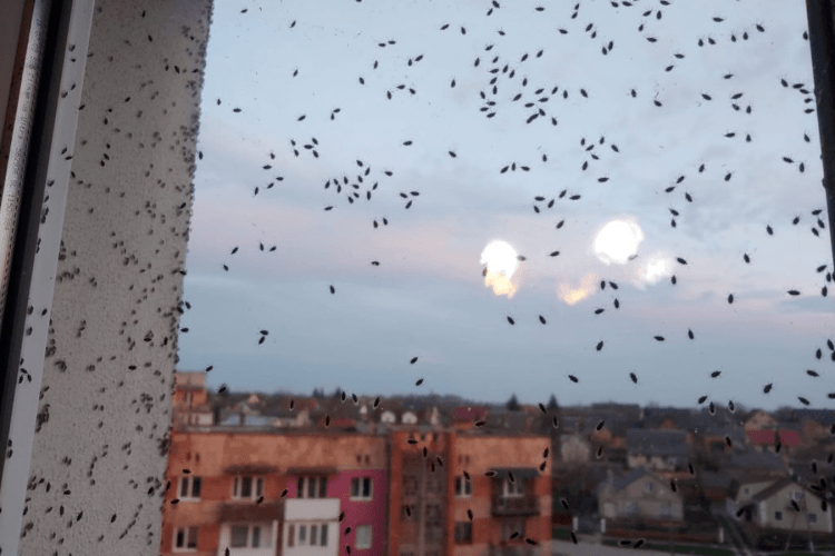  У місті на Волині – нашестя комах (Фото)