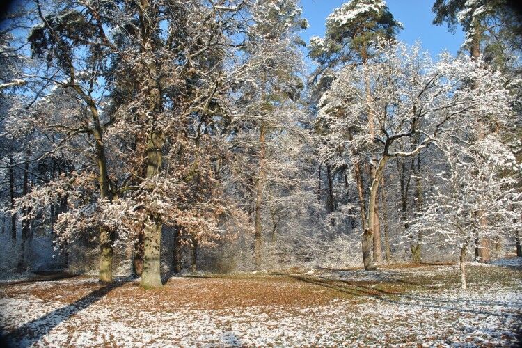 У перший день зими Цуманську пущу атакували рої білих мух (Фото)