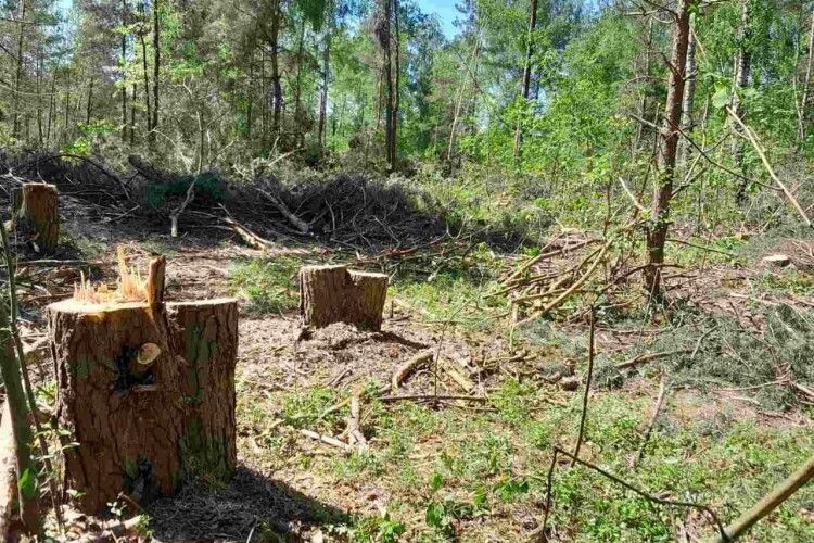 У лісі на Волині виявили 90 пнів свіжозрубаних дерев