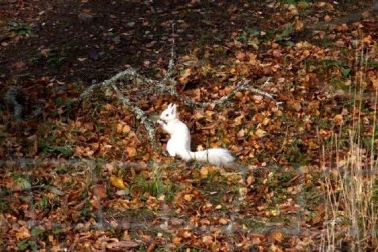 В Шотландії вдалося зазнімкувати білу білочку (фото)