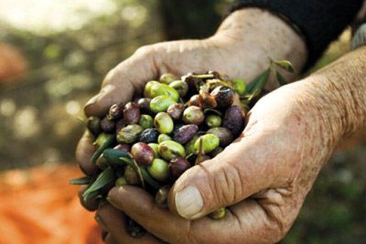 Чим відрізняються оливки і маслини, і що їсти корисніше