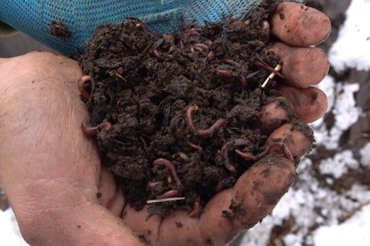 Для чого подружжя з Черкащини розводить каліфорнійських черв'яків (Відео)