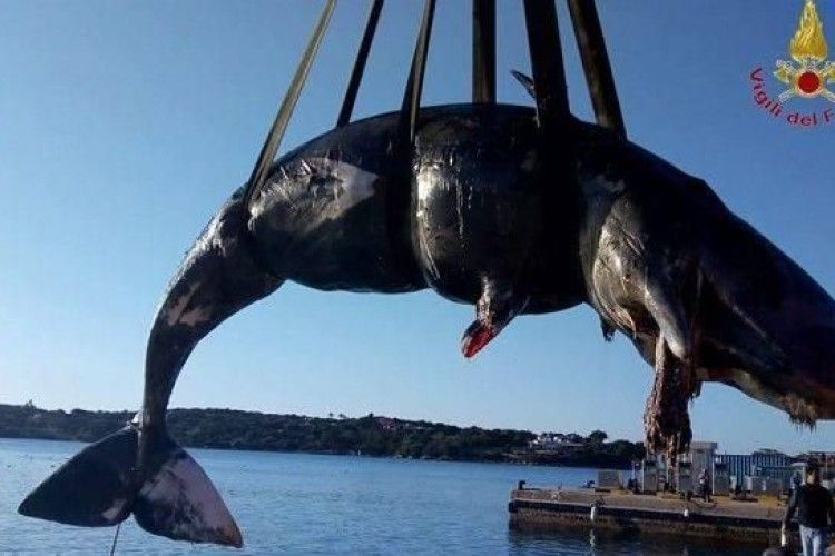 У шлунку загиблої вагітної самки кита виявили 22 кг пластику