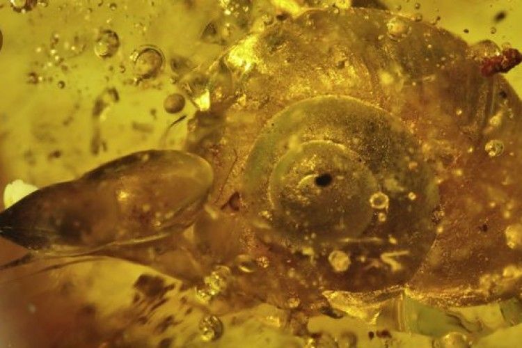 У бурштині виявили равлика, якому вже 99 мільйонів років