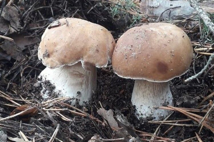 Рівнянин «вполював» двох білих 