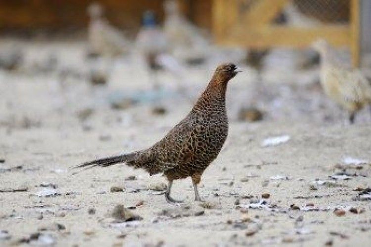 У Звірівському лісомисливському господарстві заселилися фазани